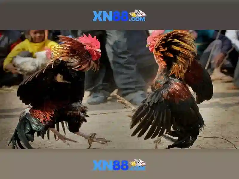 xn88: Tổng quan và hướng dẫn cho người chơi