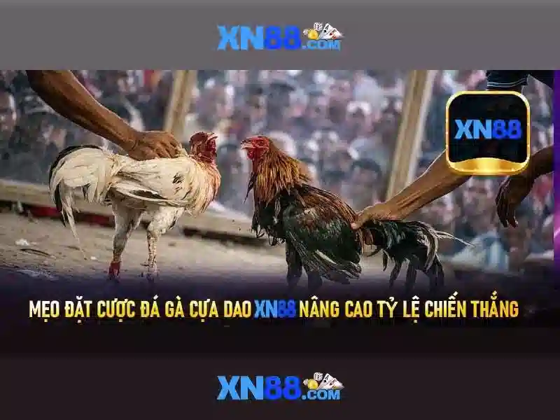 xn88: Nền tảng cược trực tuyến và những điều cần biết