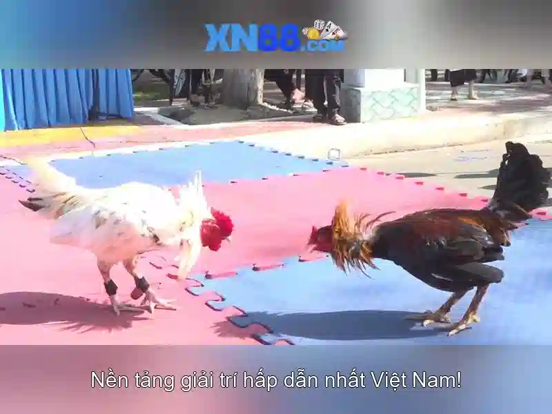 XN88: Nền tảng sáng tạo và cộng đồng