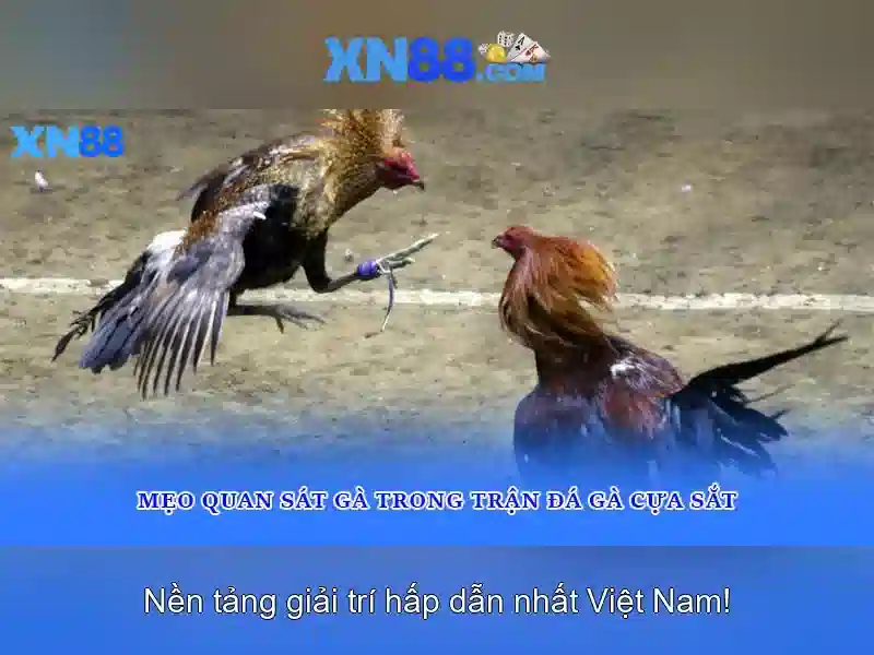 XN88 là gì và những điều cần biết