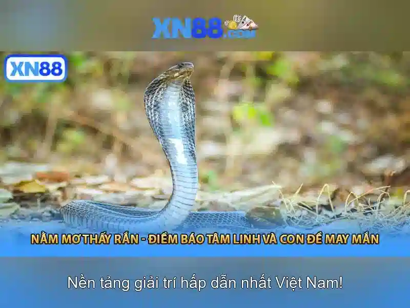 xn88 - Tổng quan về nền tảng và cộng đồng người dùng
