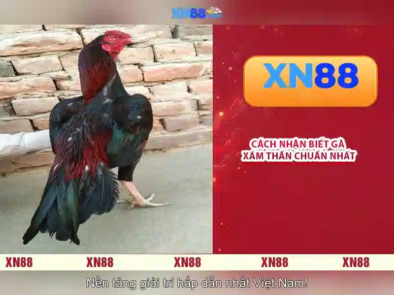 Những đặc điểm nổi bật của xn88