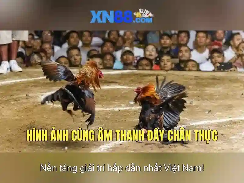 An toàn và trách nhiệm khi chơi