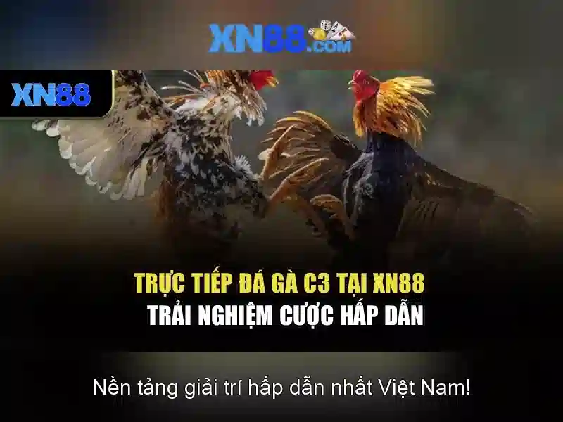 Khung pháp lý và trách nhiệm trong ca cuoc