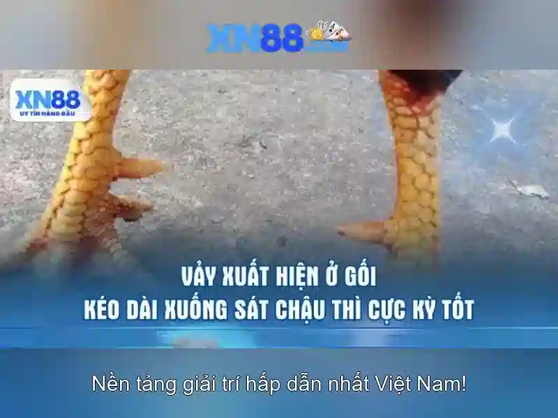 xn88: Khám phá nền tảng cược trực tuyến nổi bật
